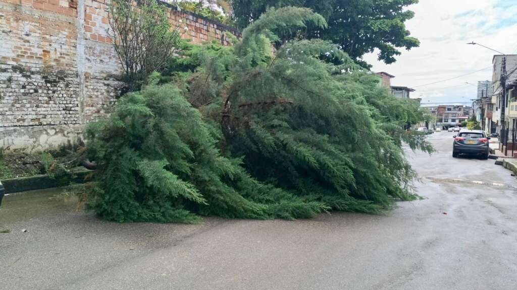 arbol caido