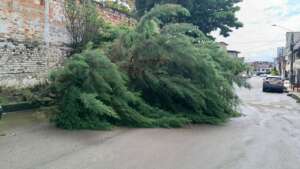 arbol caido